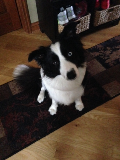 Border Collie sitting down