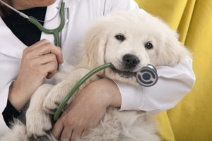 Pet Vaccinations Available at Avery Animal Hospital