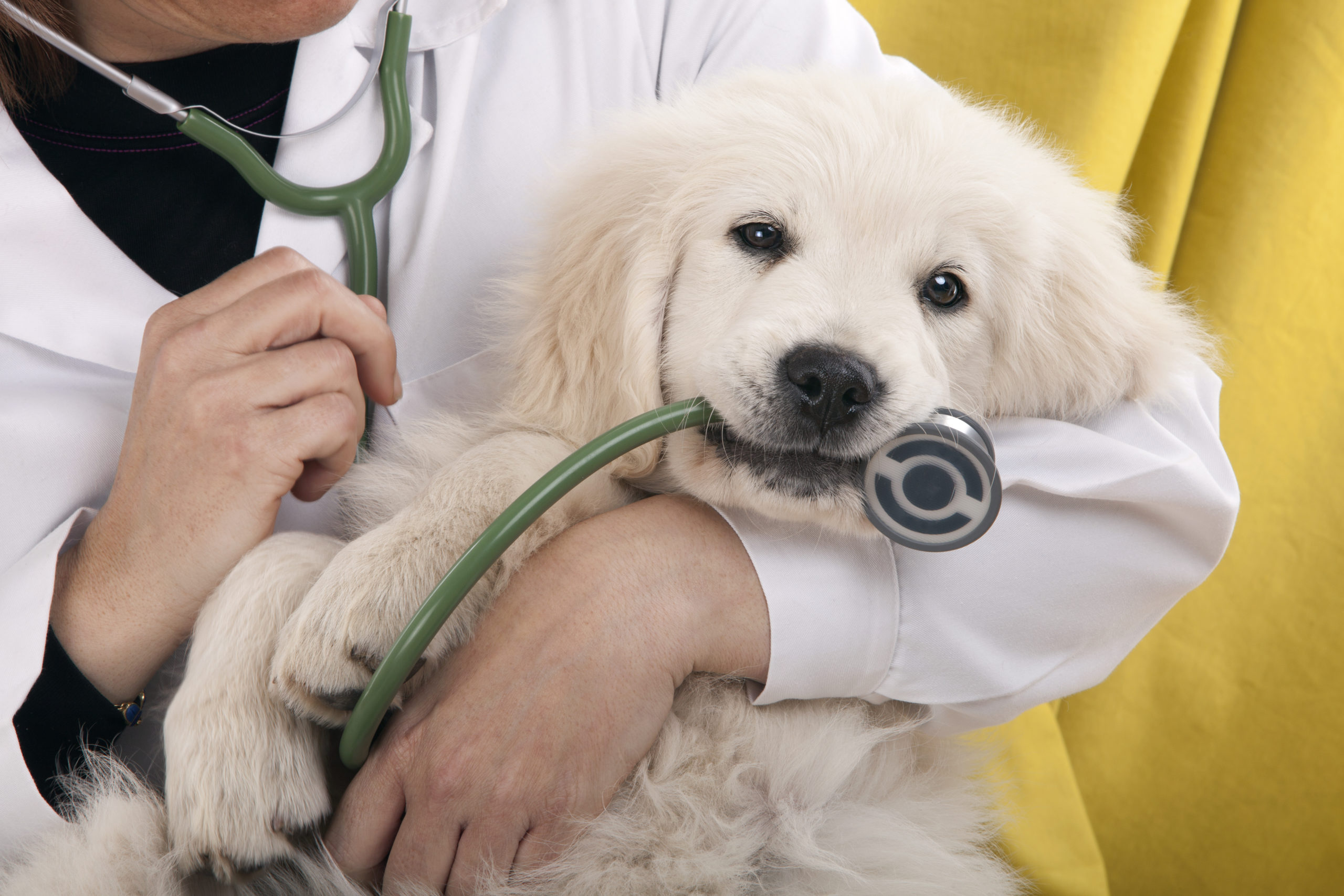 Pet vac animal sales hospital
