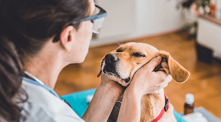 Pet Annual Exams Available at Avery Animal Hospital