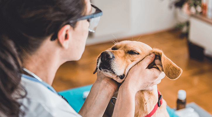 Annual-Exams Pet Annual Exams Available at Avery Animal Hospital