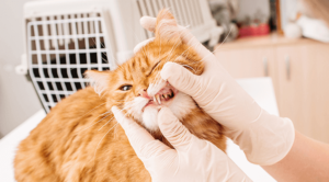 Cat and Dog Dental Care Available at Avery Animal Hospital