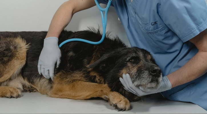 Pet in Medical Hospitalization