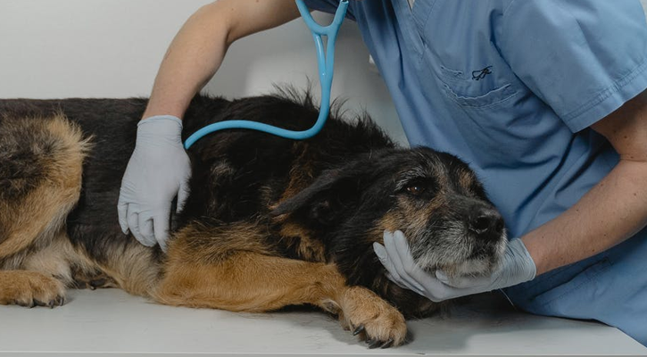 Dog Checkup Pet in Medical Hospitalization