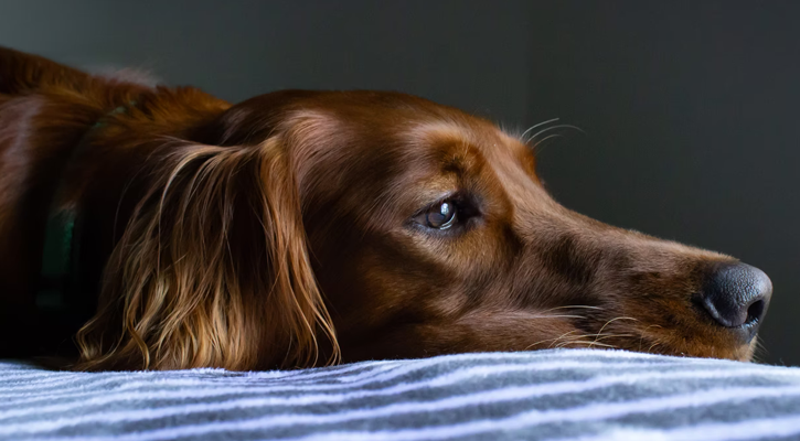 Sad Looking Golden Retriever