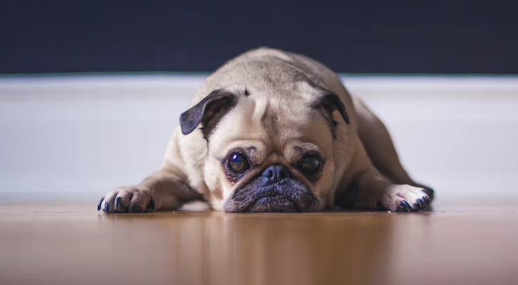 Sad Pug Weight management for your pet