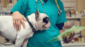 Pet Surgery at Avery Animal Hospital