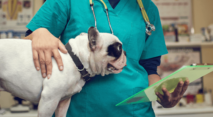Pet Surgery at Avery Animal Hospital