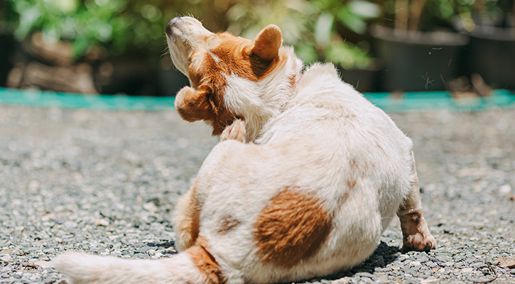 a dog itching the back of their ear