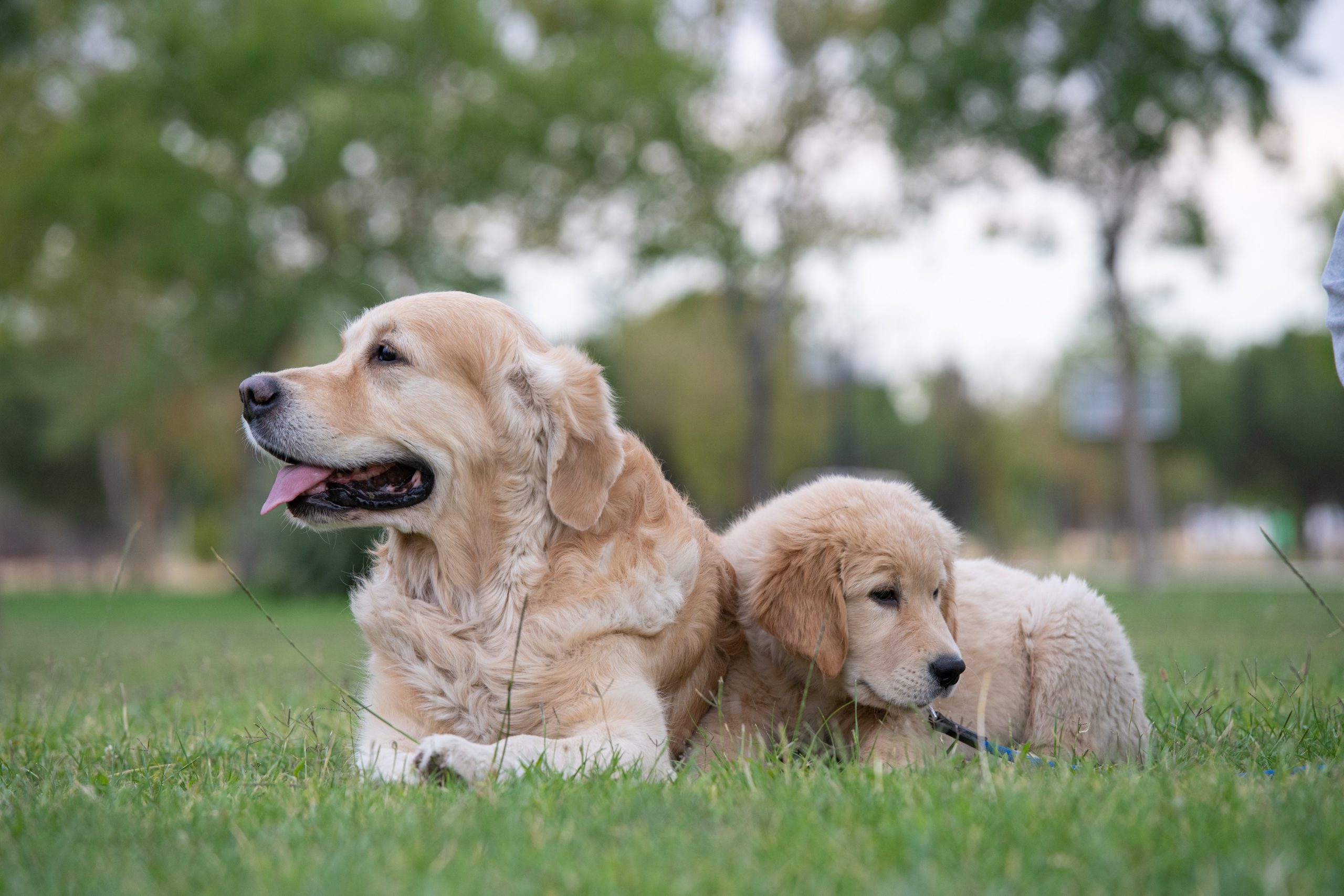 Dog and a puppy laying together