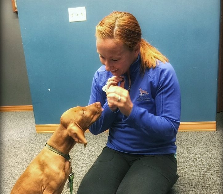 Dog Trainers at Avery Animal Hospital