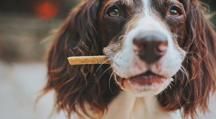 dog with a treat in their mouth