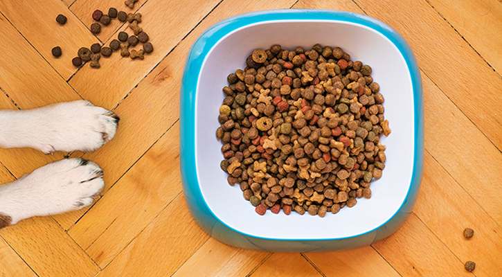 bowl of dog food