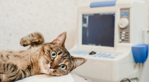 cat getting an x ray