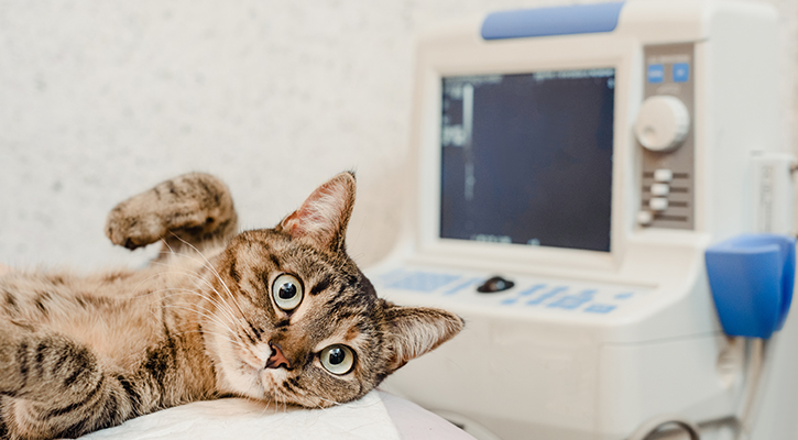 pet-ultrasound cat getting an x ray