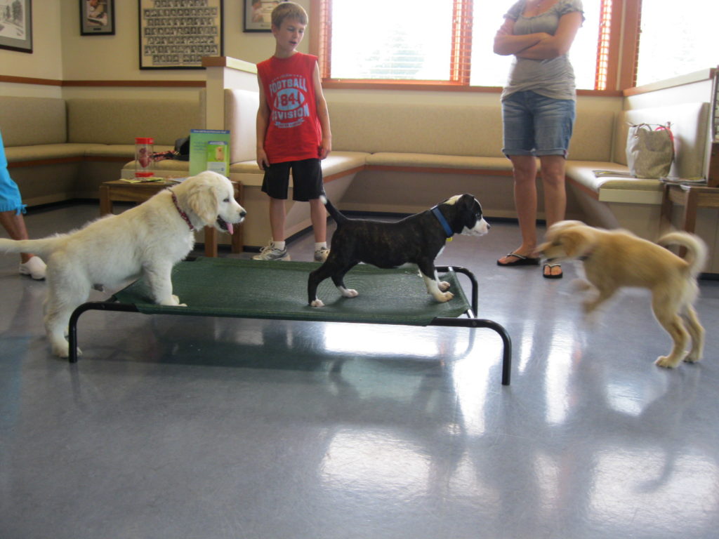 Puppies playing at puppy preschool
