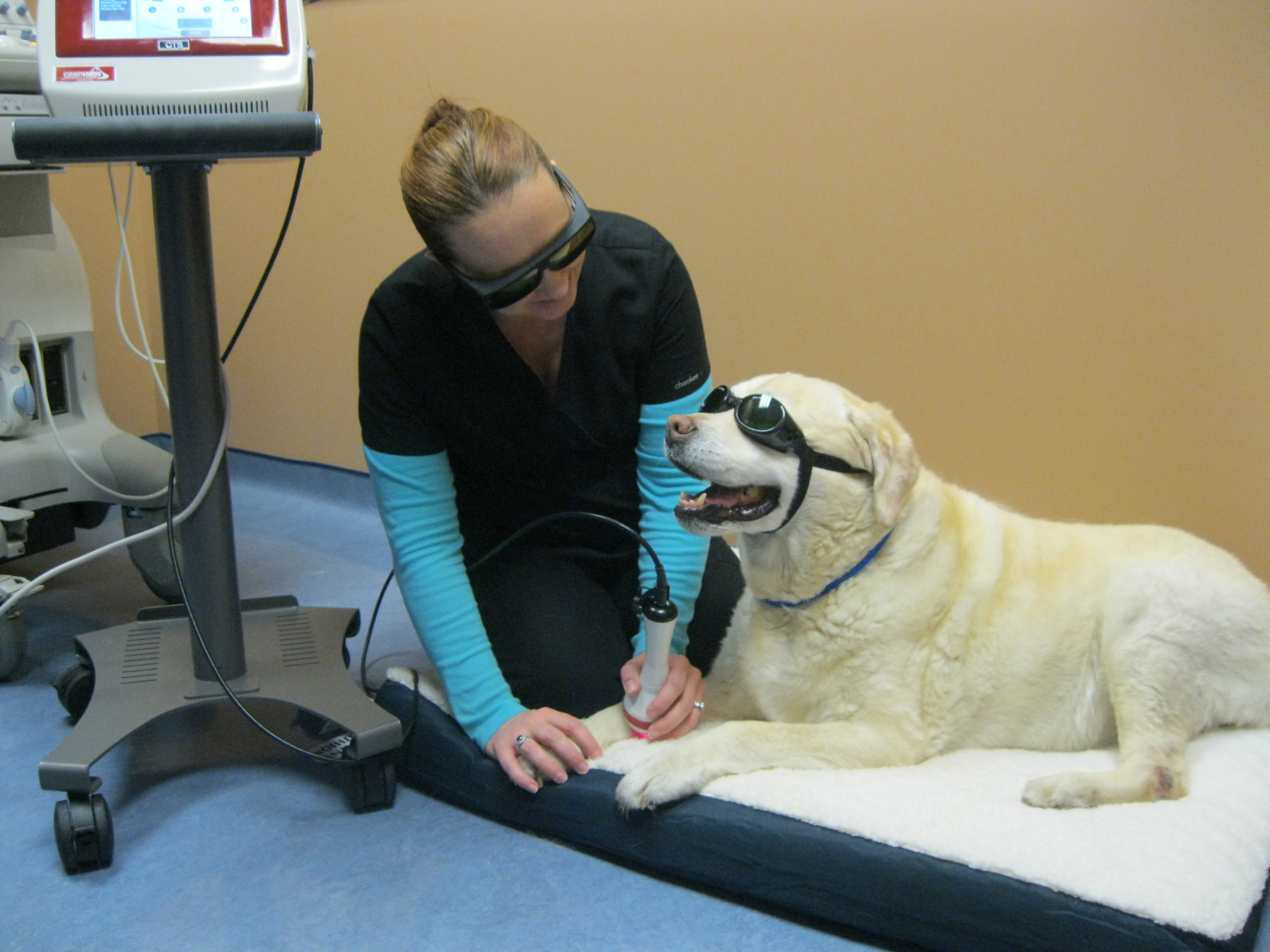 Pet laser therapy on a dog