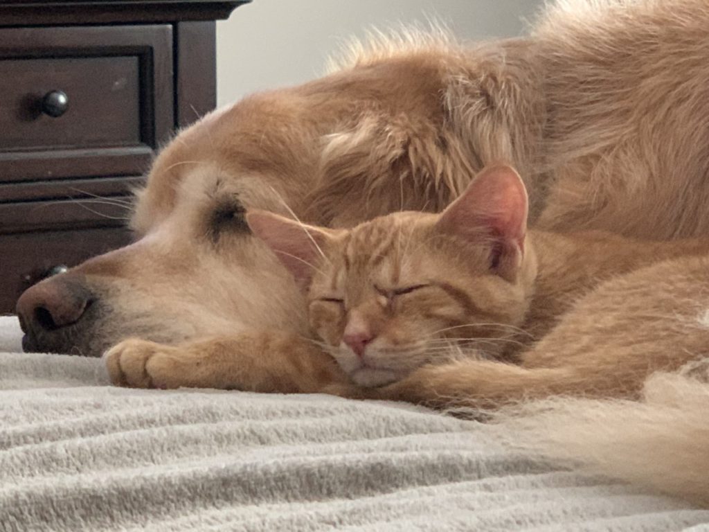 A cat and dog sleeping to together